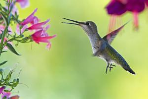 The happy Little Cutie Hummer